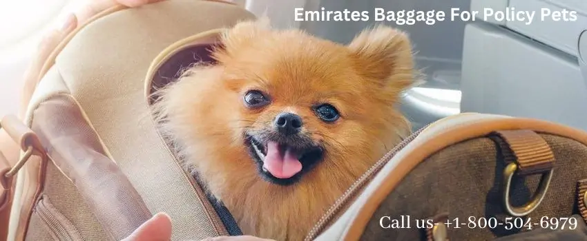 Emirates Baggage Policy for Pets