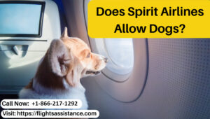 Does Spirit Airlines Allow Dogs